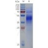 sp-pme101826 gpr37 sp1