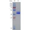 sp-pme101828 avpr1a sp1