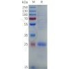 sp-pme101830 cd8a sp1