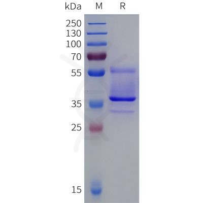 sp-pme101832 opn4 sp1