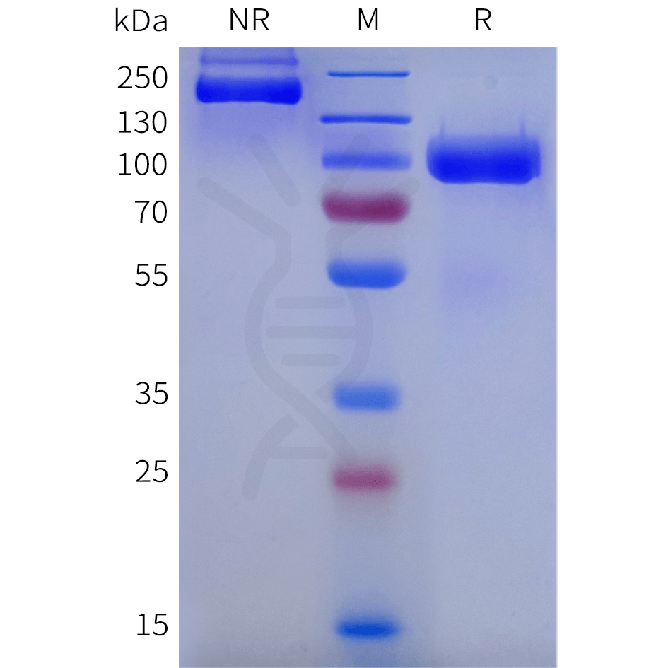 sp-pme101840 tnfsf15 sp1