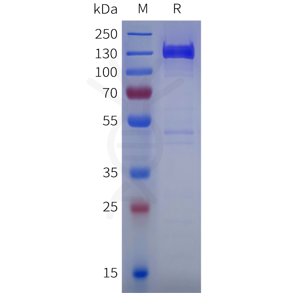 sp-pme101842 cdh17 sp1