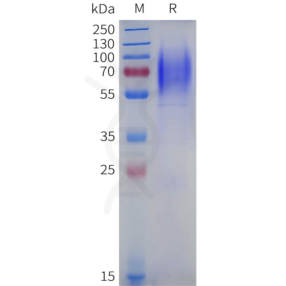 sp-pme101880 lamp1 sp1
