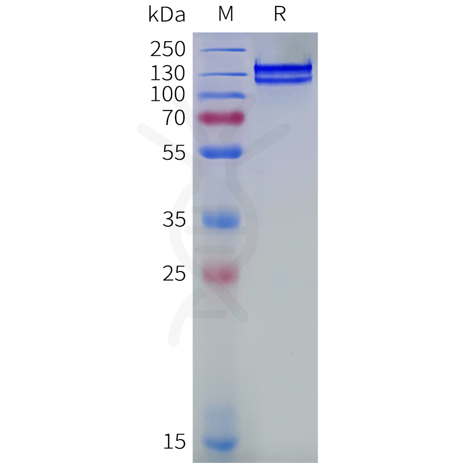 sp-pme101884 itgb1 itga3 sp1