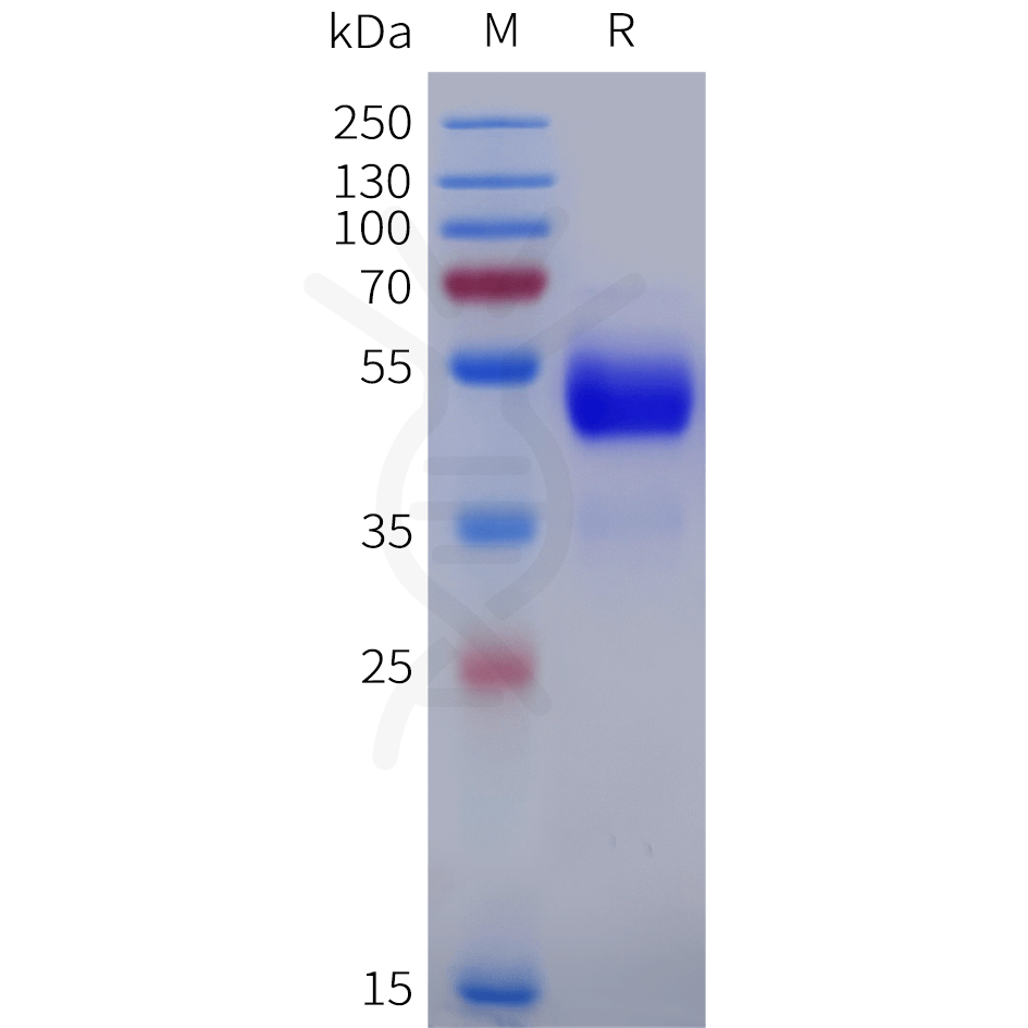 sp-pme101885 ackr1 sp1