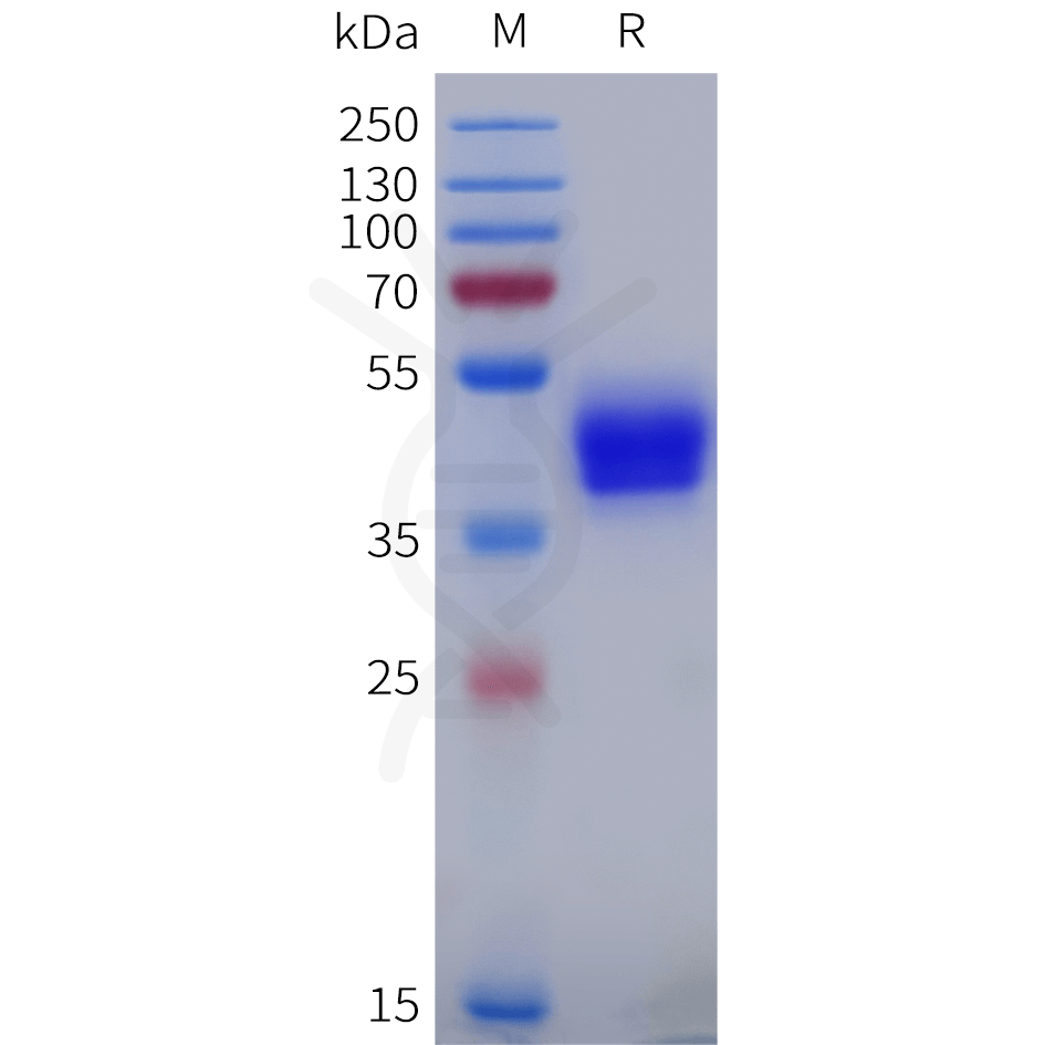 sp-pme101887 adrb2 sp1