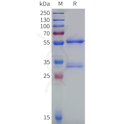 sp-pme101966 klk2 sp1