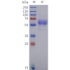 sp-pme102002 cd19 sp1