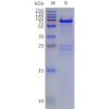sp-pme102023 gus sp1