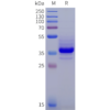 sp-pme102024 il11ra sp1