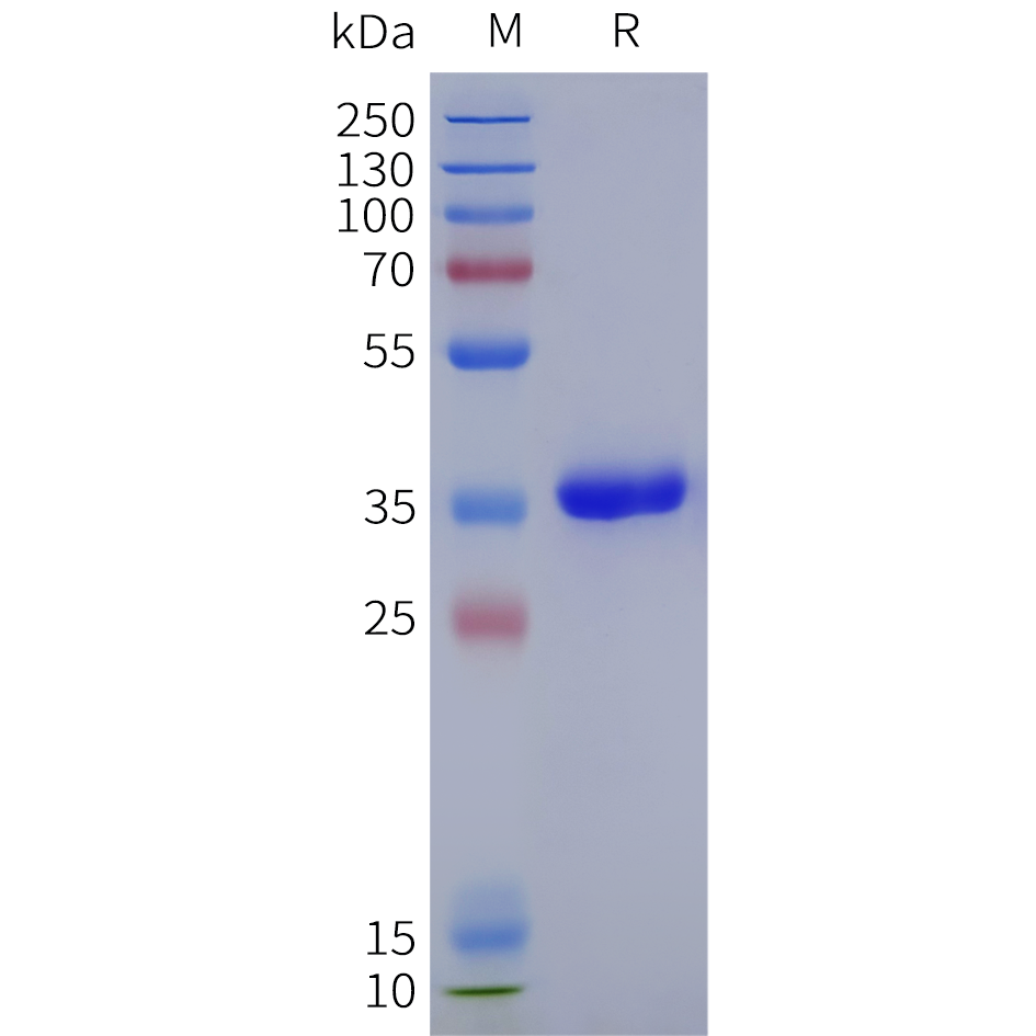 pme102026-taci-sp1.png