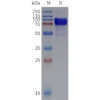 sp-pme102029 st2 sp1