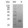 sp-pme30054 ccl24 sp1