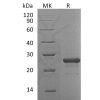 sp-pme30064 fgf 19 sp1