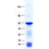 sp-pme48043 biglycan sp1