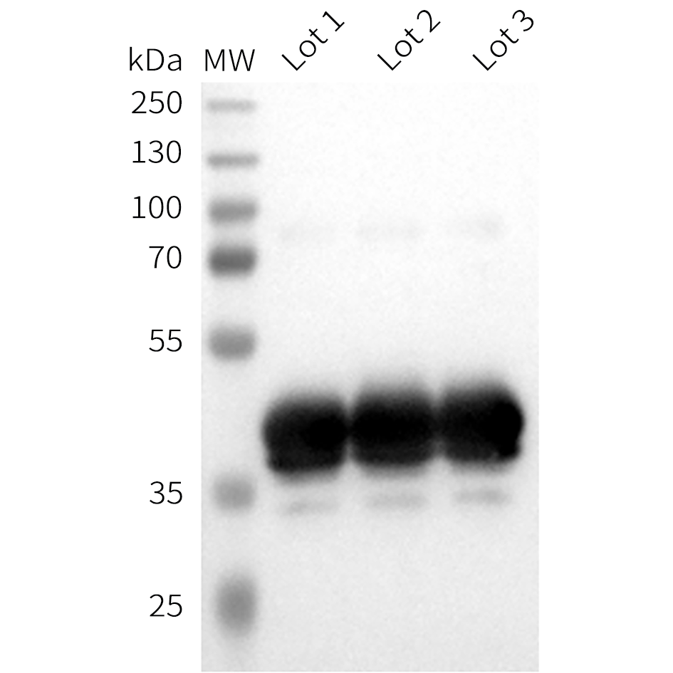 wb-pme101731 sortase a wb1