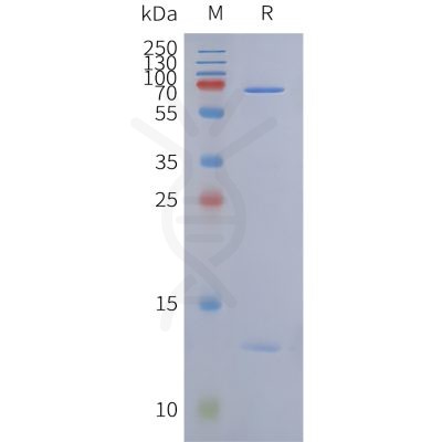 reagents-ame100004 dt3c sp1