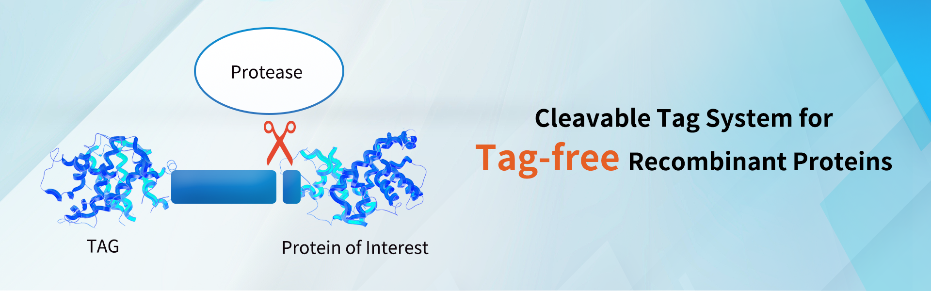 tag-free recombinant proteins