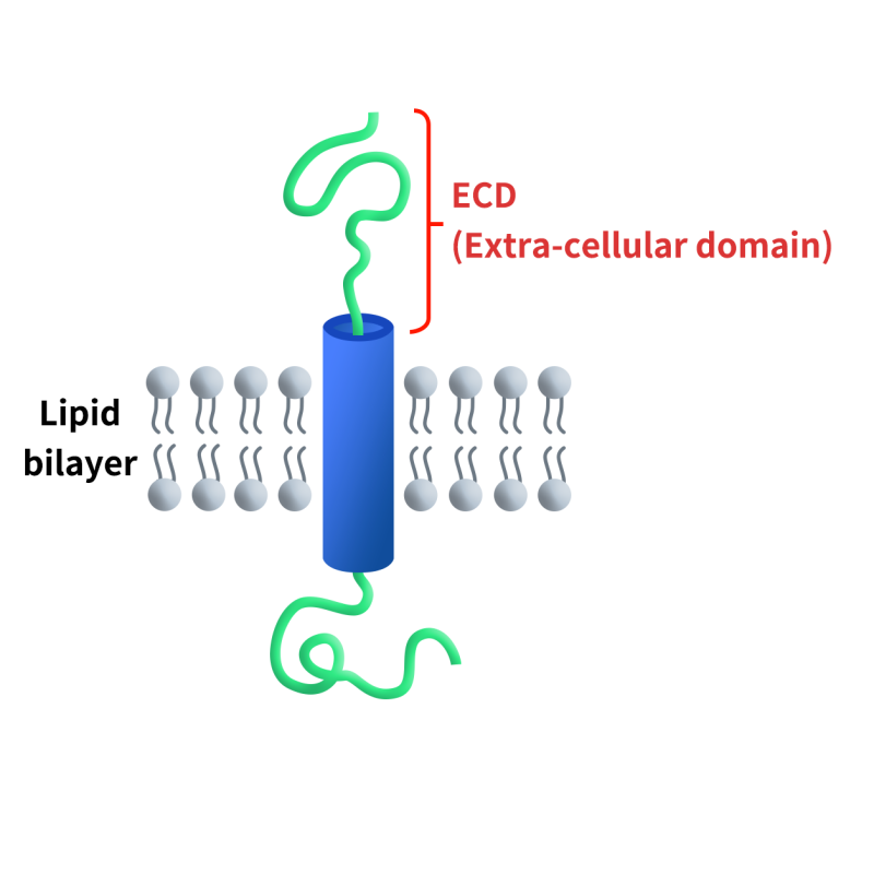 the figure of extra-cellular domain structure