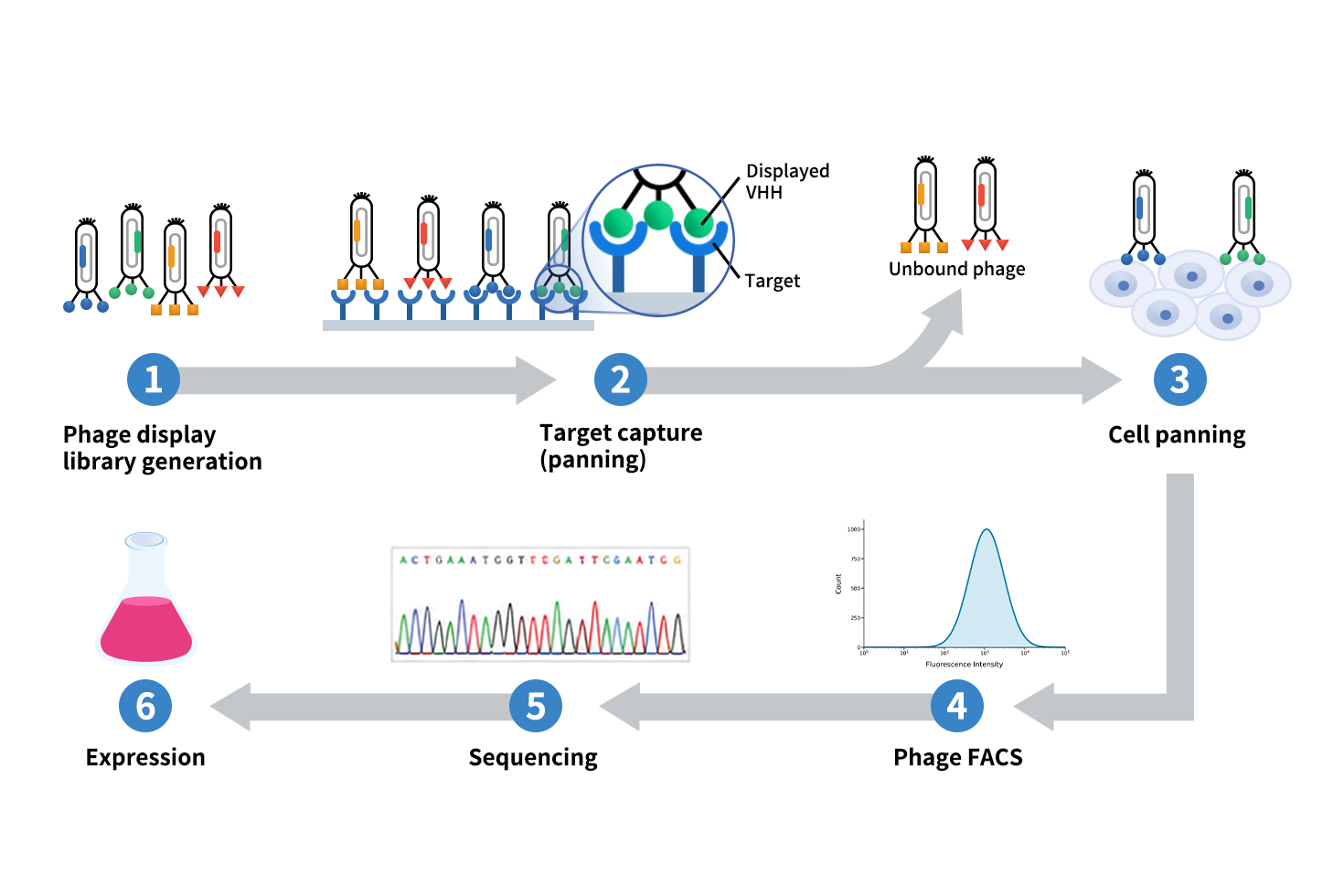 the production process of VHH targeting multi-pass membrane protein