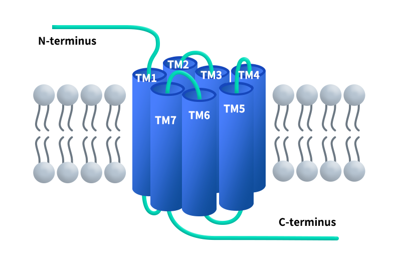 the structure of GPCRs