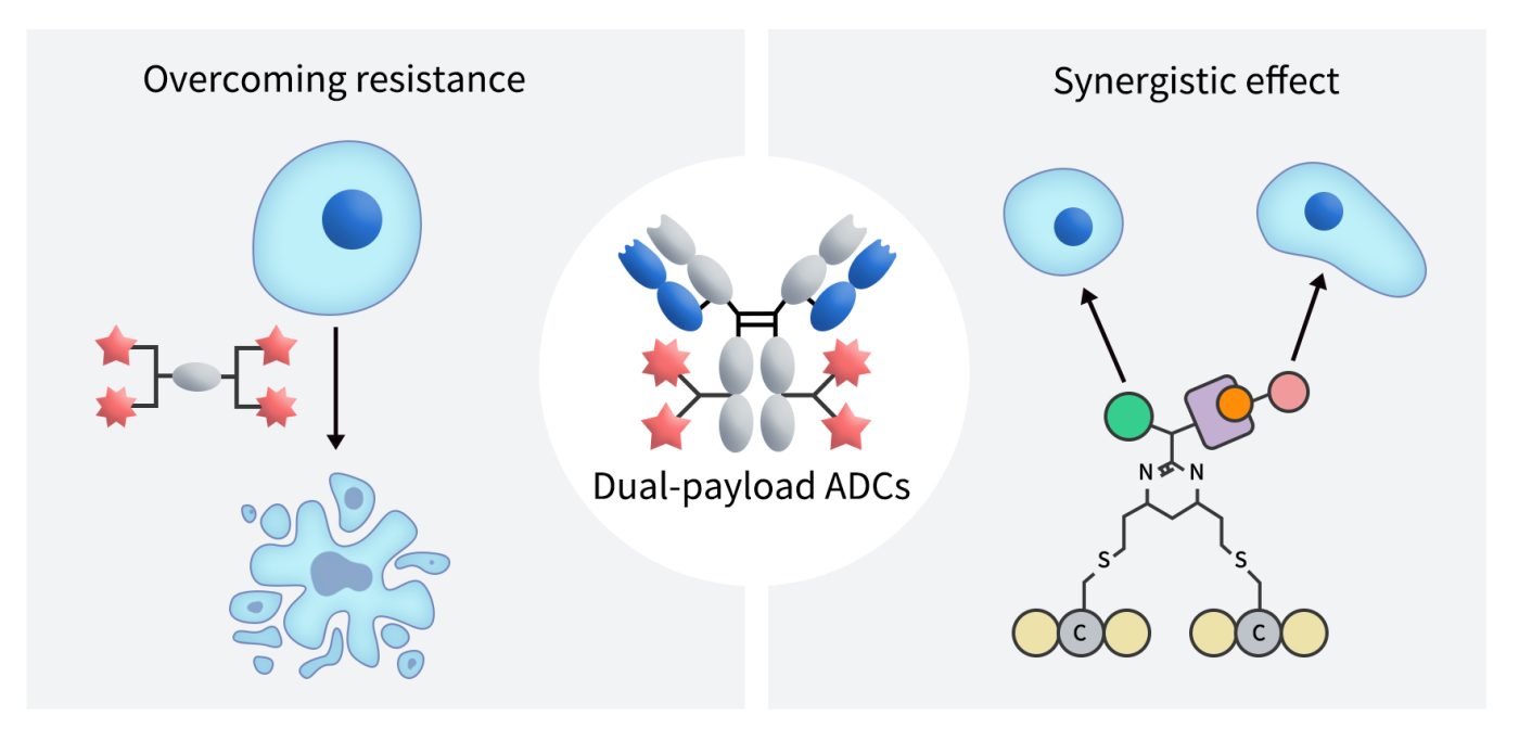 The Structure of Dual-payload ADCs
