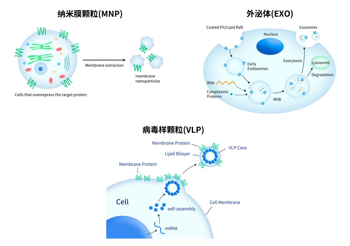 非纯化膜蛋白平台